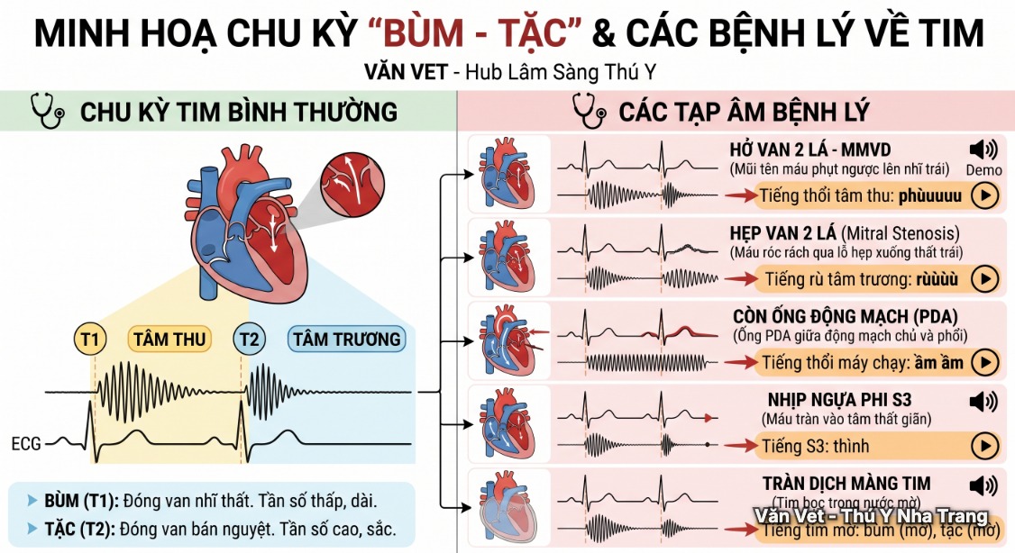 Chu ky am tim