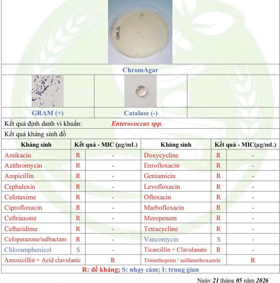 Kháng sinh đồ của một bé mèo bị bí tiểu , đề kháng 20 loại kháng sinh. Nguồn 2 Vet - Bác Sỹ Võ Quý Thành Đạt